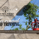 A&A TREE SERVICE / Amador Sánchez